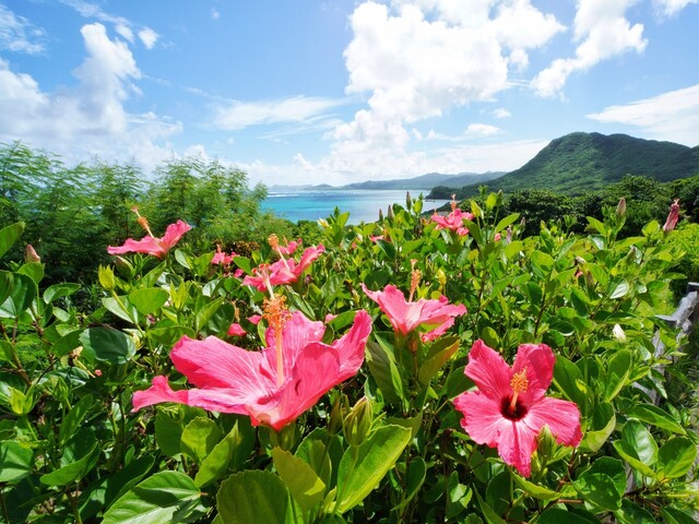 沖縄県の風景：ハイビスカス